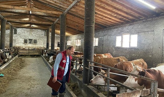 Çarşamba'da şap hastalığına karşı tarama yapıldı