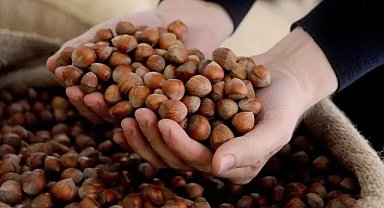 Fındığı don vurdu! Tahmini rekoltede 176 bin ton düşüş 