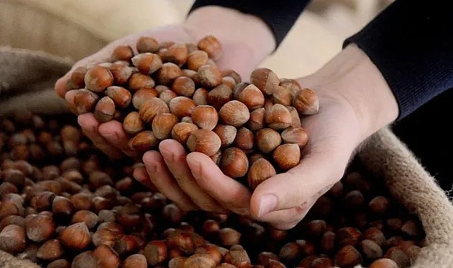 Fındık fiyatlarında şok düşüş! Rekolte açıklaması sonrası piyasayı vurdu