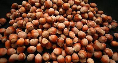 Fındık işçisinin 2025 yevmiyesi belli oldu! 