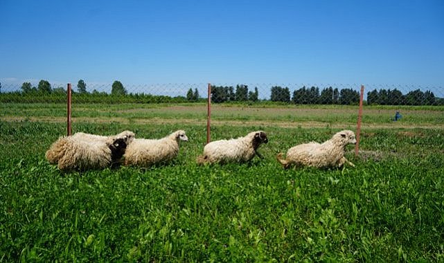 Kaba yem sorunu çözülecek