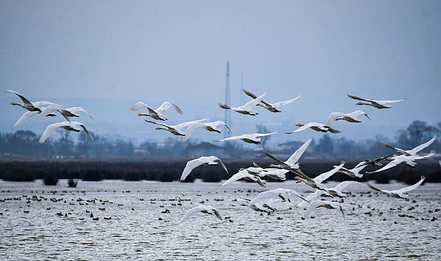 Kızılırmak Deltası her yıl yüzlerce kuş türünü ağırlıyor