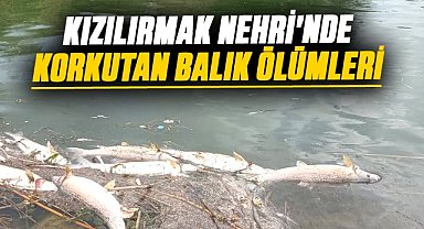 Kızılırmak Nehri'nde korkutan balık ölümleri