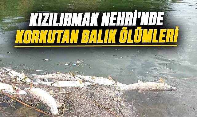 Kızılırmak Nehri'nde korkutan balık ölümleri