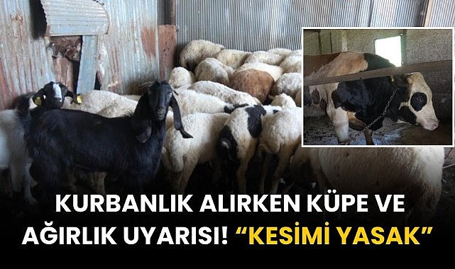 Kurbanlık alırken küpe ve ağırlık uyarısı! “Kesimi yasak”