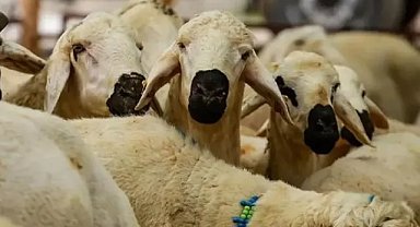 Kurbanlık fiyatları belli oldu! Büyükbaş ve küçükbaş canlı baskül fiyatları ne kadar?
