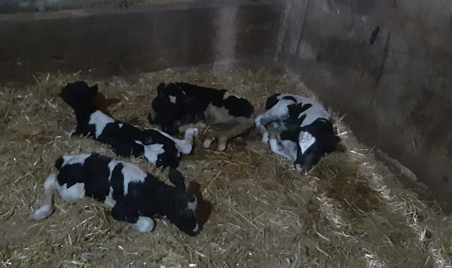 Nadir görülen olay: İnek 5 buzağı doğurdu