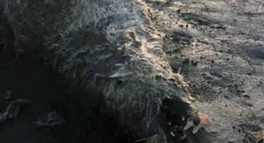 Nesli tehlike altında olan su samuru sahilde ölü bulundu