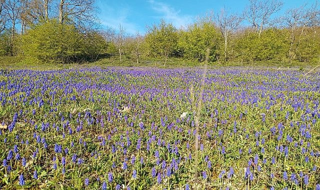 Samsun, çiçek bahçesine döndü