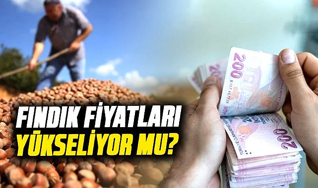 Samsun'da 26 Mayıs 2025 Serbest Piyasa Fındık Fiyatları ne kadar? Fındık fiyatları yükseliyor mu?