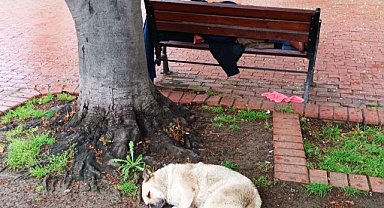 Samsun’da bankta uyuyan adamı sokak köpeği yalnız bırakmadı! "Sadık dost"