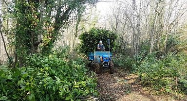 Samsun'da bu yıl bin 965 ton defne yaprağı üretilecek! Orman köylülerine büyük gelir 