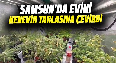 Samsun'da evini kenevir tarlasına çevirdi