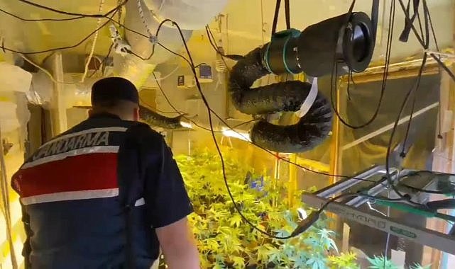 Samsun'da evini kenevir tarlasına çevirmiş! Yakalanmaktan kurtulamadı