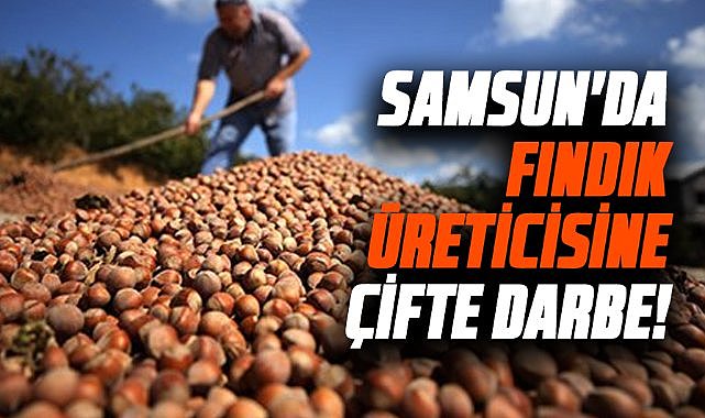 Samsun'da fındık üreticisine çifte darbe! 