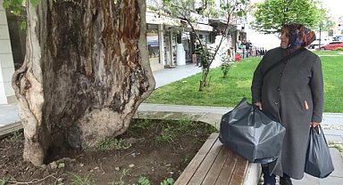 Samsun’da içi uyanan dış kabuğu kalan çınar ağacı görenleri şaşırtıyor! 