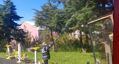 Samsun'da kahverengi kokarca ile mücadele sürüyor