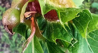 Samsun’da ‘katil arı’ tehdidine karşı biyolojik mücadele