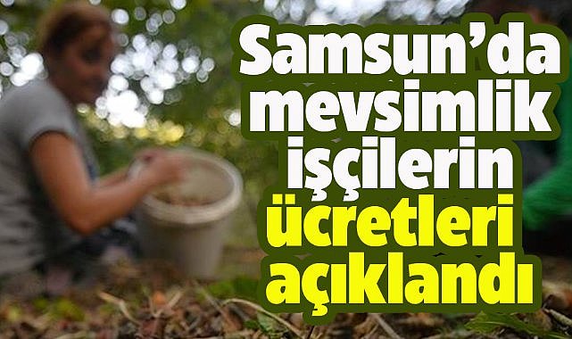 Samsun'da mevsimlik işçilerin ücretleri açıkladı