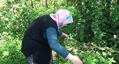 Samsun’un Çarşamba ilçesinde doğanın şifalı otu ‘kırçan'ın sezonu başladı