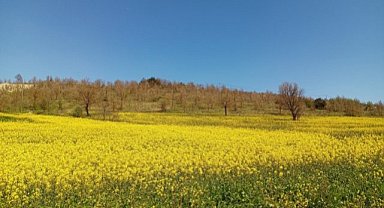 Samsun'un doğal güzelliği  kanola büyülüyor