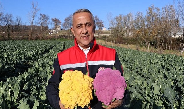 Türkiye’nin lahanası Samsun’da yetişiyor