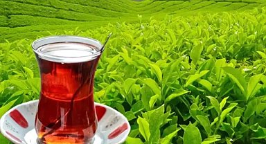 Yaş çay alım fiyatları belli oldu