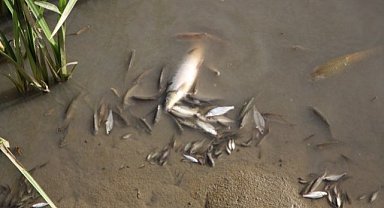 Yeşilırmak Nehri'nde balık ölümleri devam ediyor! Ölü balıklar kıyıya vurdu!