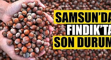10 Haziran 2025 Salı Güncel Fındık Fiyatları: Samsun Fındık Fiyatları