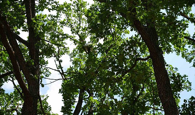 18 saat mahsur kalan kedisine kavuşunca gözyaşlarına boğuldu