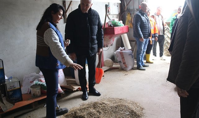 Atakum’da tarımla uğraşan ailelere yem bitkisi desteği 
