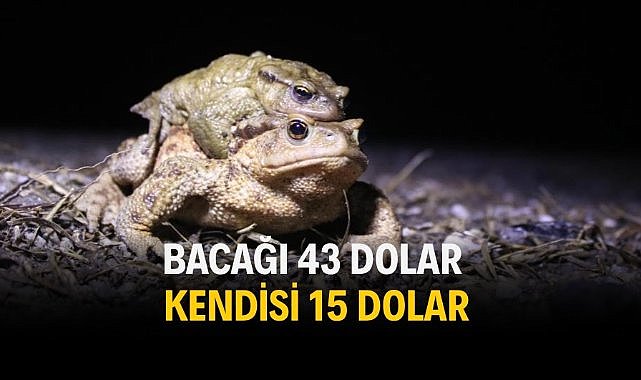 Bacağı 43 dolar kendisi 15 dolar