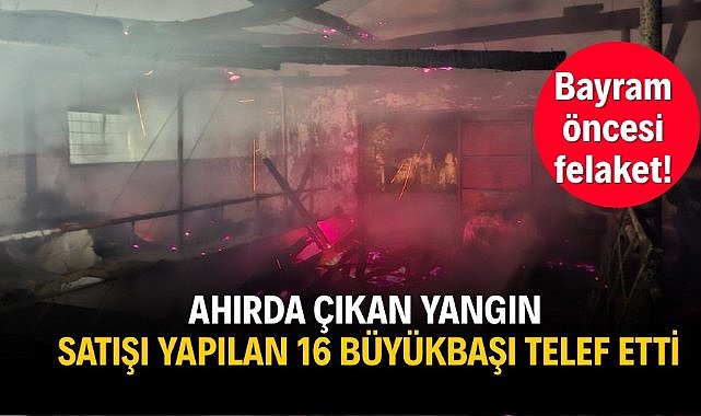 Bayram öncesi felaket! Ahırda çıkan yangın satışı yapılan 16 büyükbaşı telef etti