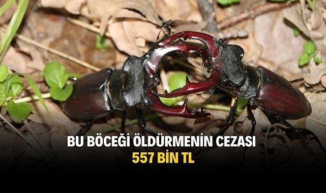 Bu böceği öldürmenin cezası 557 bin TL