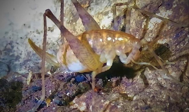 Diyarbakır'da keşfedildi! Yeni çekirge türüne 'Troglophilus diclensis' denecek