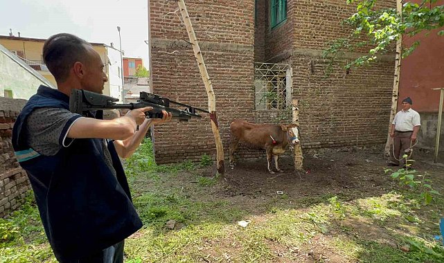 Kaçan düve, kurban timi tarafından yakalandı