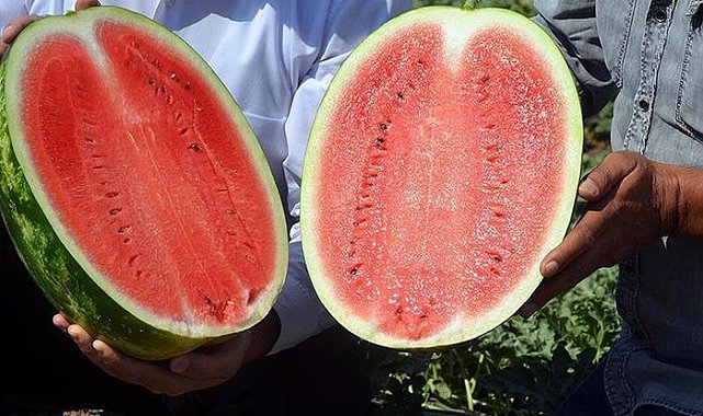 Karpuzun gizli yüzü: Tatlı ve tehlikeli olabilir! Karpuzu yanlış yiyorsanız dikkat