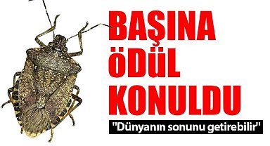 Kokarcanın başına ödül konuldu! Tanesi 1 TL