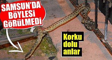 Samsun'da 1,5 metre uzunluğunda yılan yakalandı
