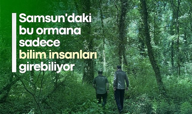 Samsun'da bitki ve mantar türlerinin bulunduğu ormanda sadece bilimsel çalışma yapılabiliyor