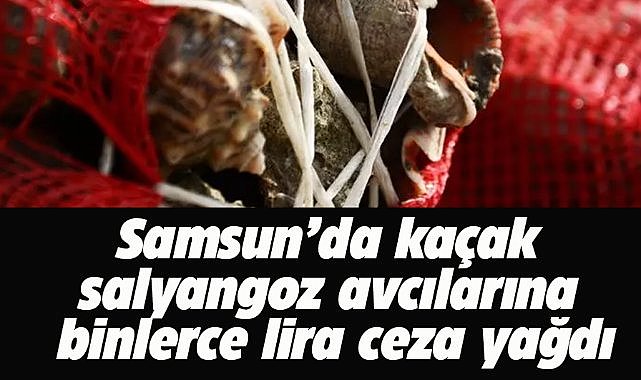 Samsun'da kaçak olarak salyangoz avlayanlara ceza yağdı