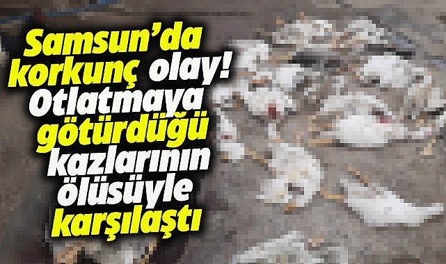 Samsun'da kazlarını otlatmaya götürdü! Gördüğü manzara karşısında şok oldu