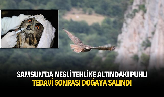 Samsun’da nesli tehlike altındaki puhu tedavi sonrası doğaya salındı