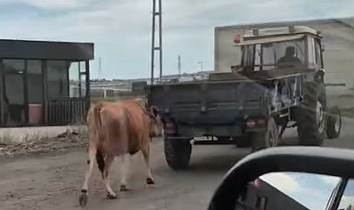 Samsun’da traktörün arkasına bağladığı ineği sürükleyerek götürdü