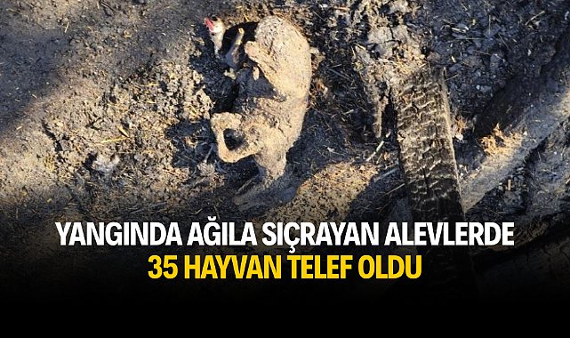 Yangında ağıla sıçrayan alevlerde 35 hayvan telef oldu