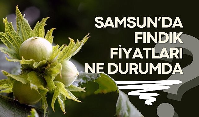 18 Temmuz 2025 Cuma Güncel Fındık Fiyatları: Samsun Fındık Fiyatları