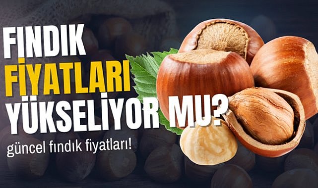31 Temmuz 2025 Perşembe Güncel Fındık Fiyatları: Samsun Fındık Fiyatları