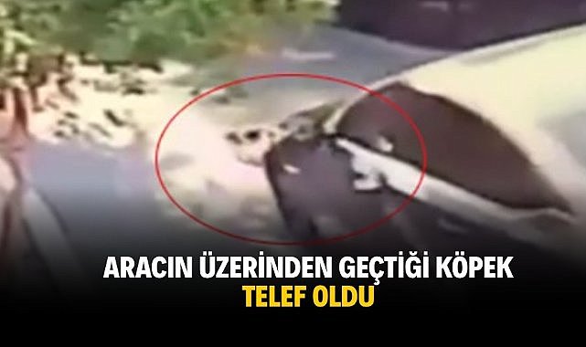 Aracın üzerinden geçtiği köpek telef oldu