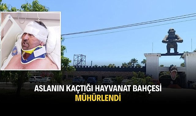 Aslanın kaçtığı hayvanat bahçesi mühürlendi