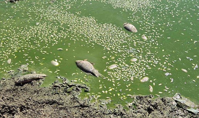 Gölet kurudu, balıklar öldü